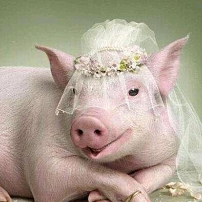 隔壁的猪宝🐷
