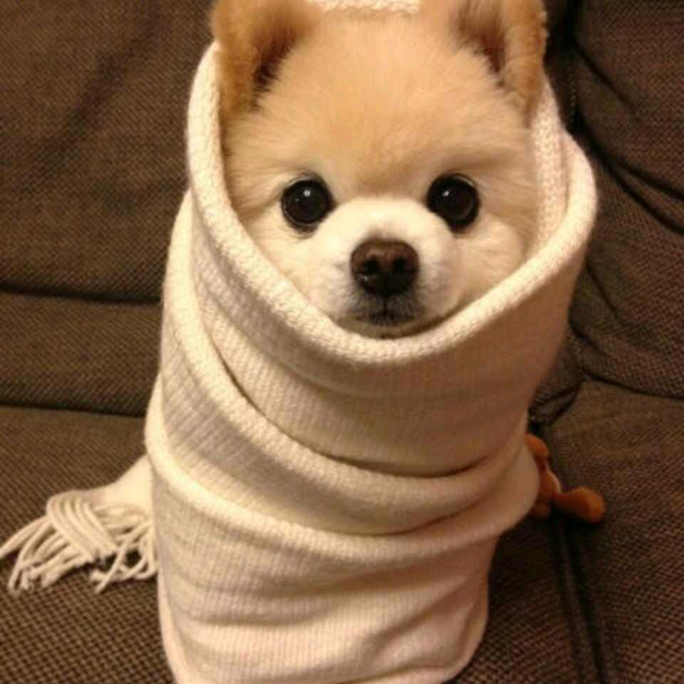 东北人