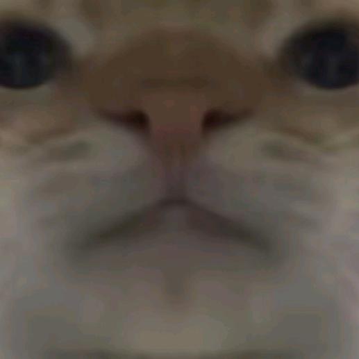 猫饼（三角洲跑刀）