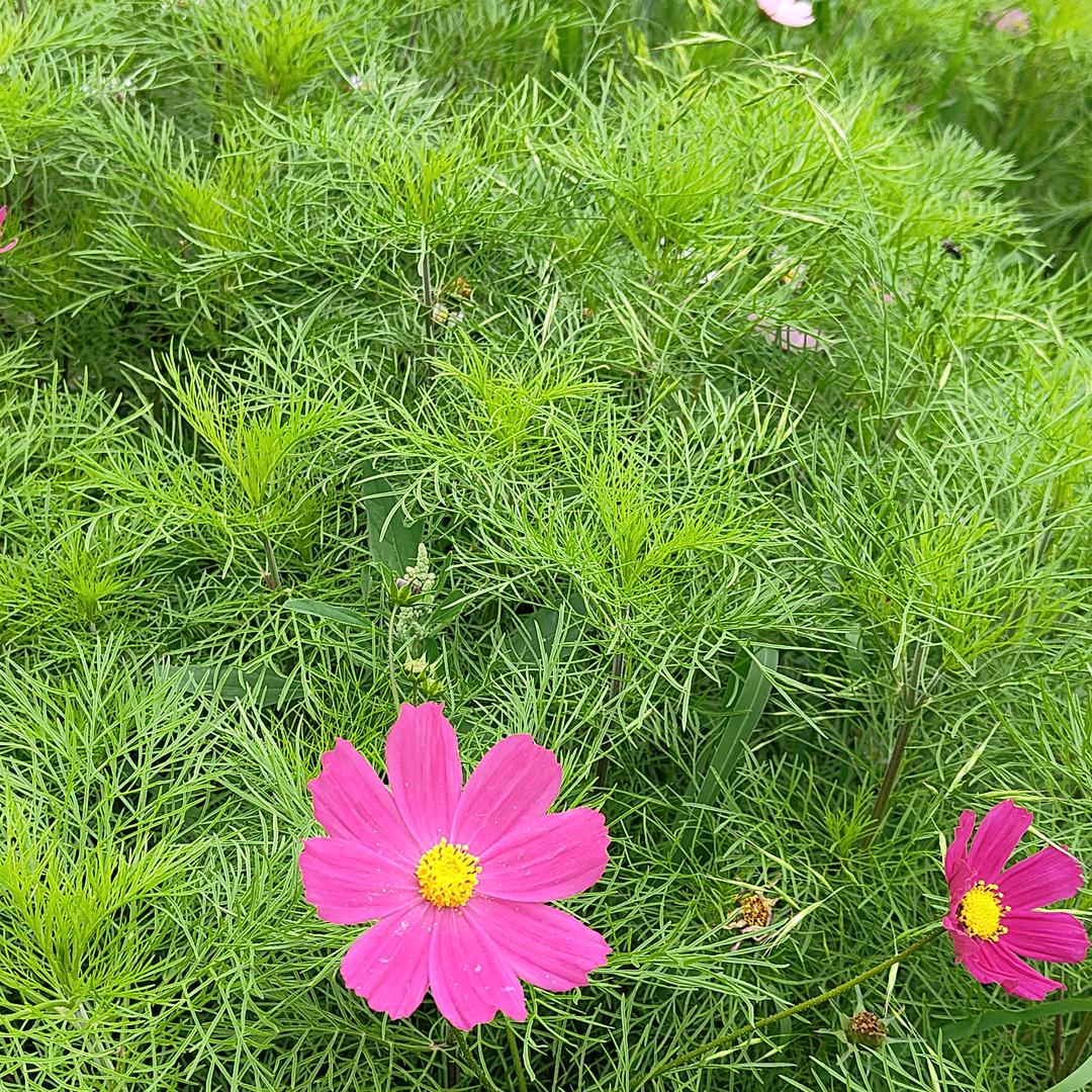 泰兴房产C21销售