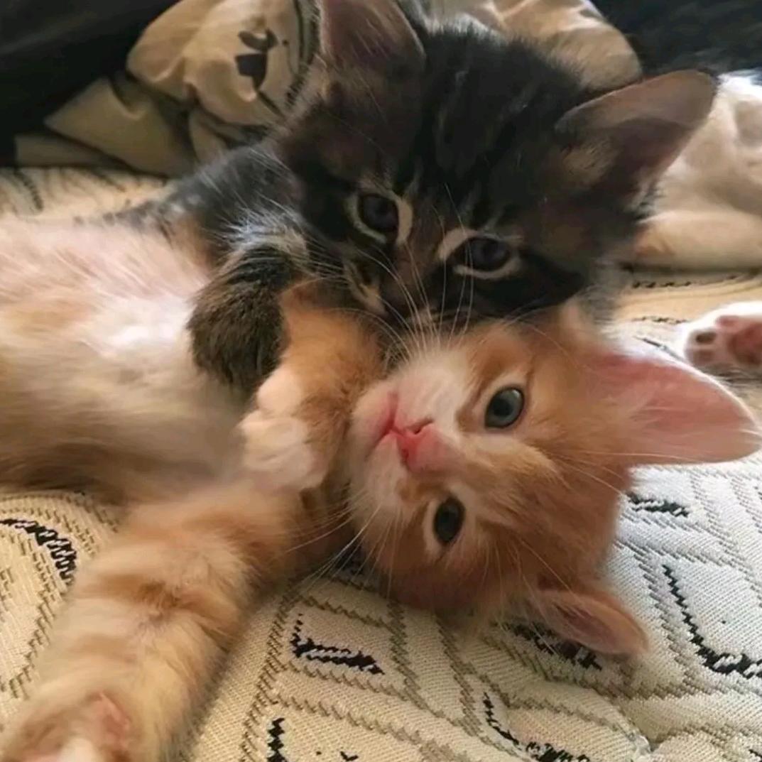 星星爱吃米线🐬🍜