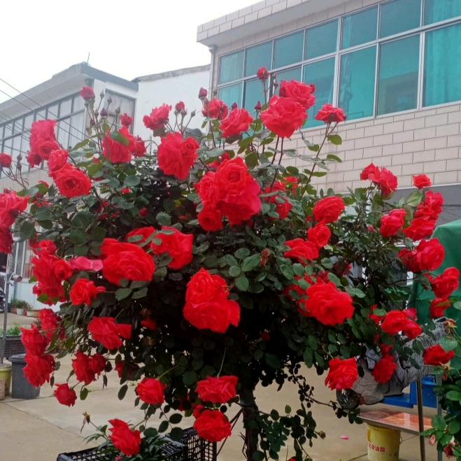 欣芸相册