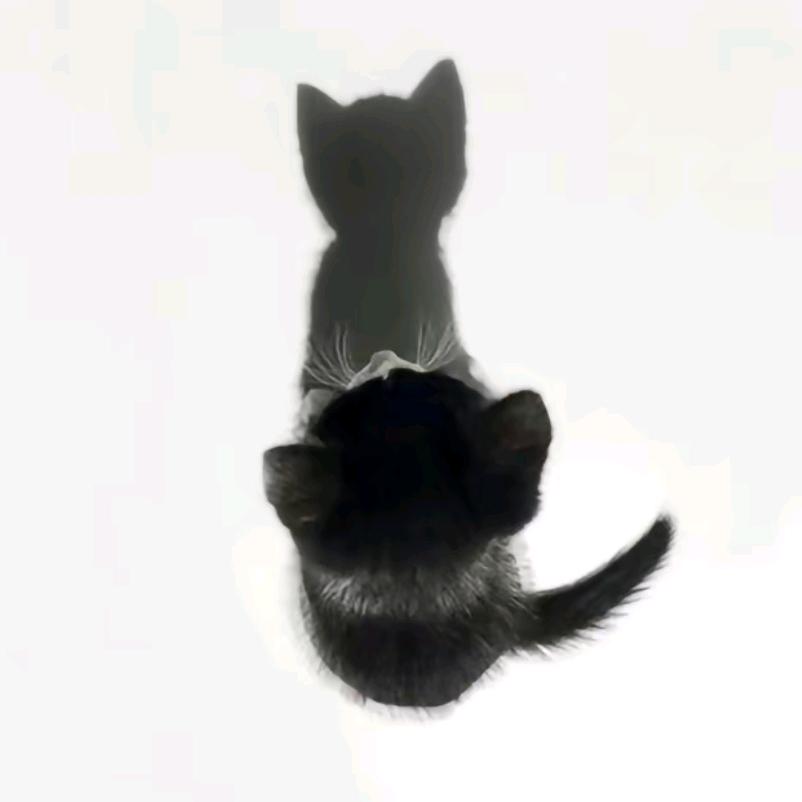 听雨cc