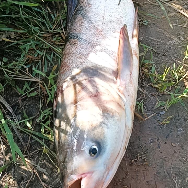 🎣爱钓鱼的小哥🎣