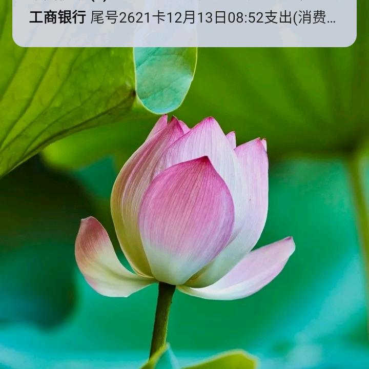 愛