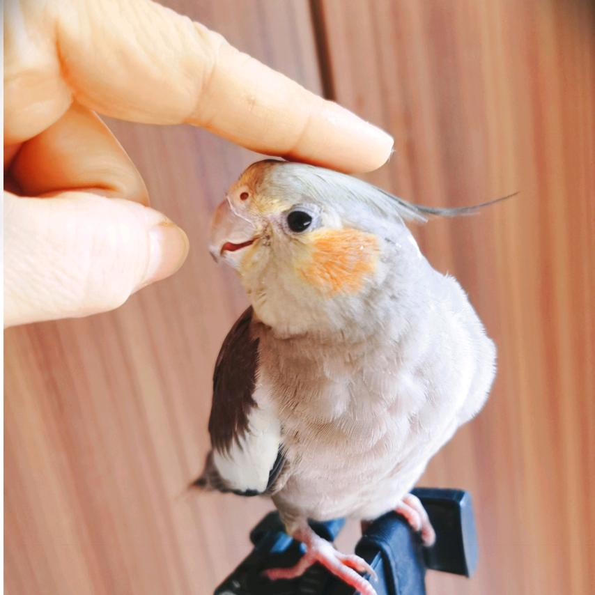 孤影摇曳