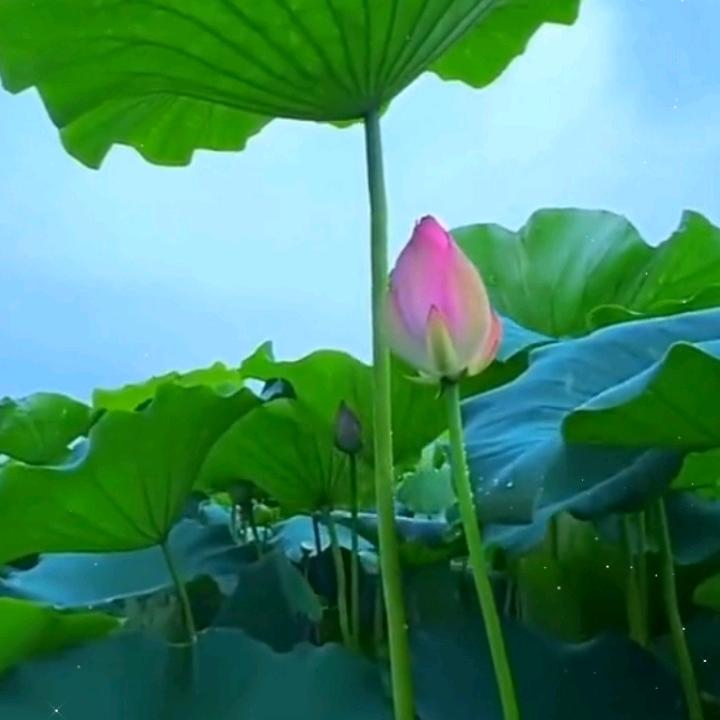 开心