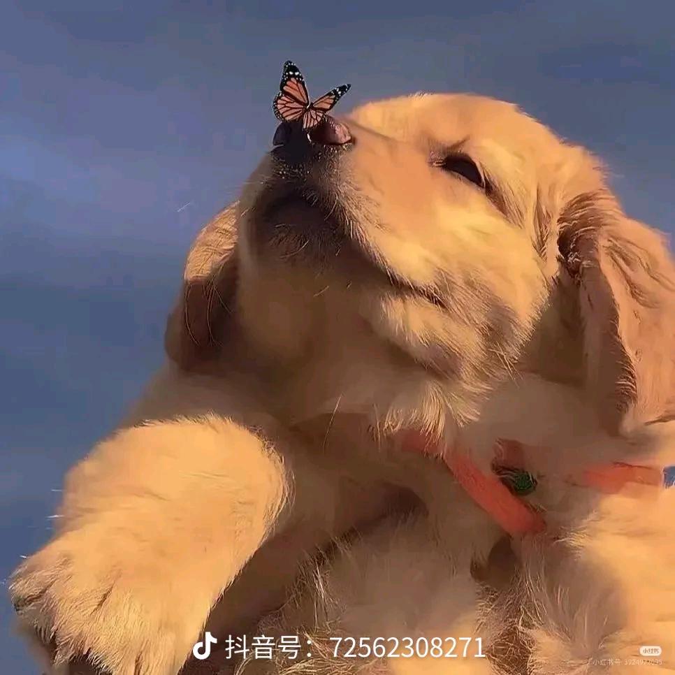 爱吃汤圆的小小