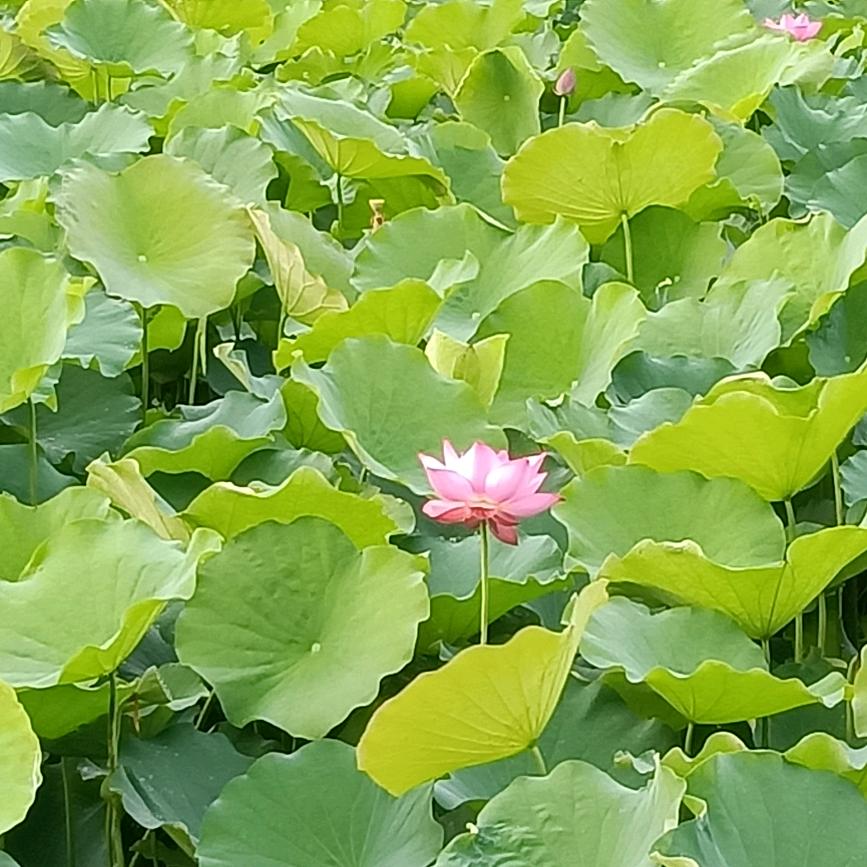 厚皮柚