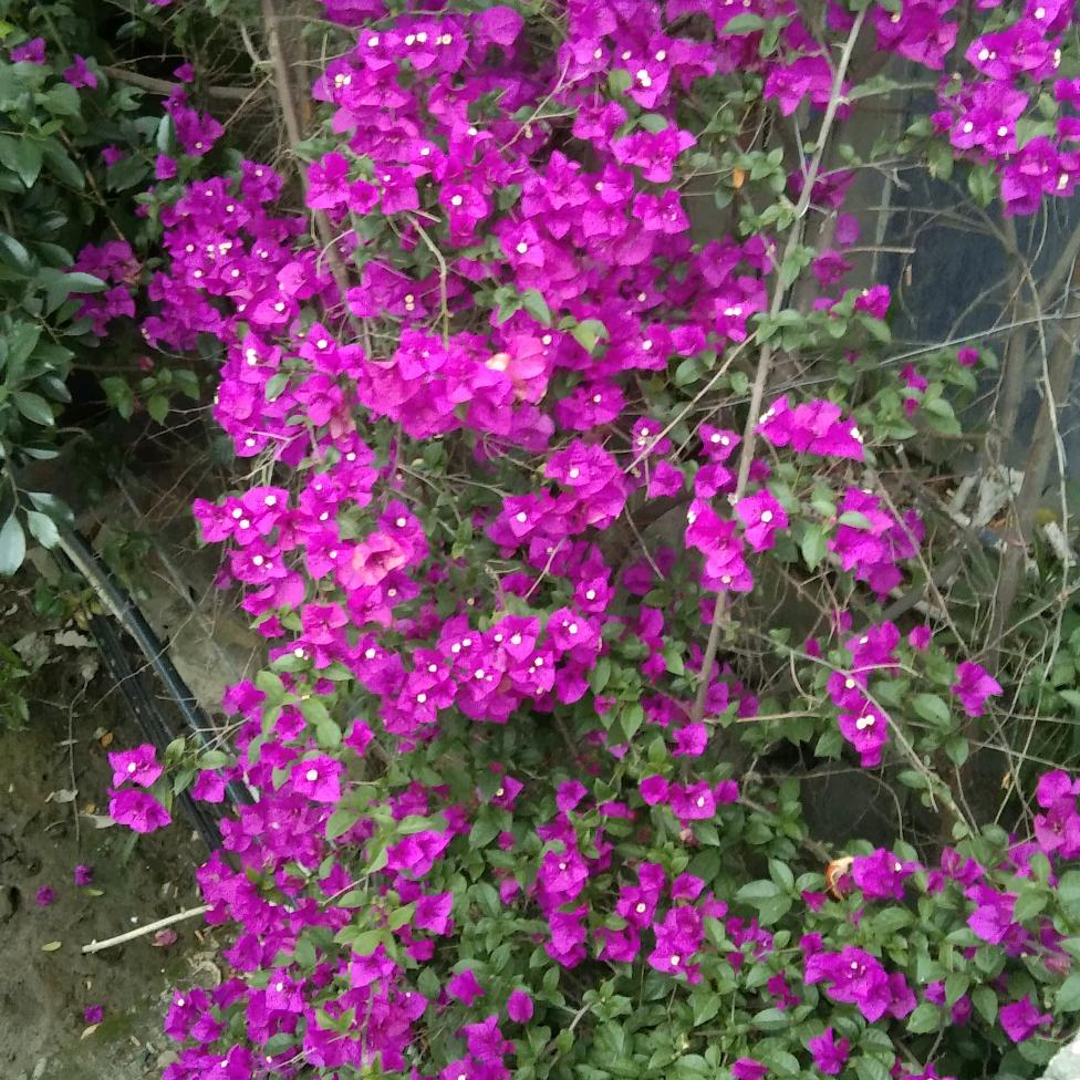黄梅戏