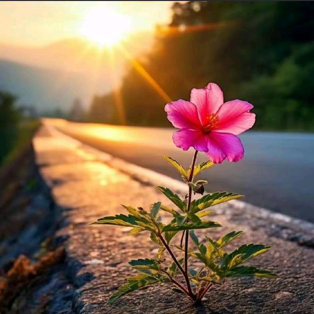 ৡৢﺴﻬ✿振兴✿ﺴﻬৡ