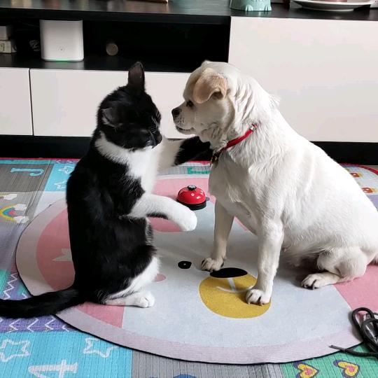 奶牛猫迷糊