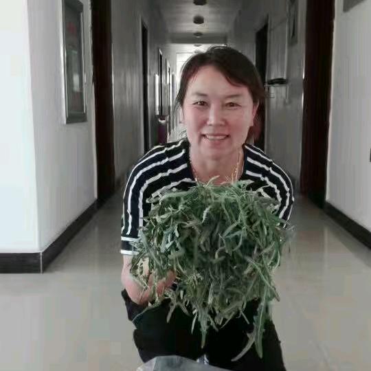 刘金梅