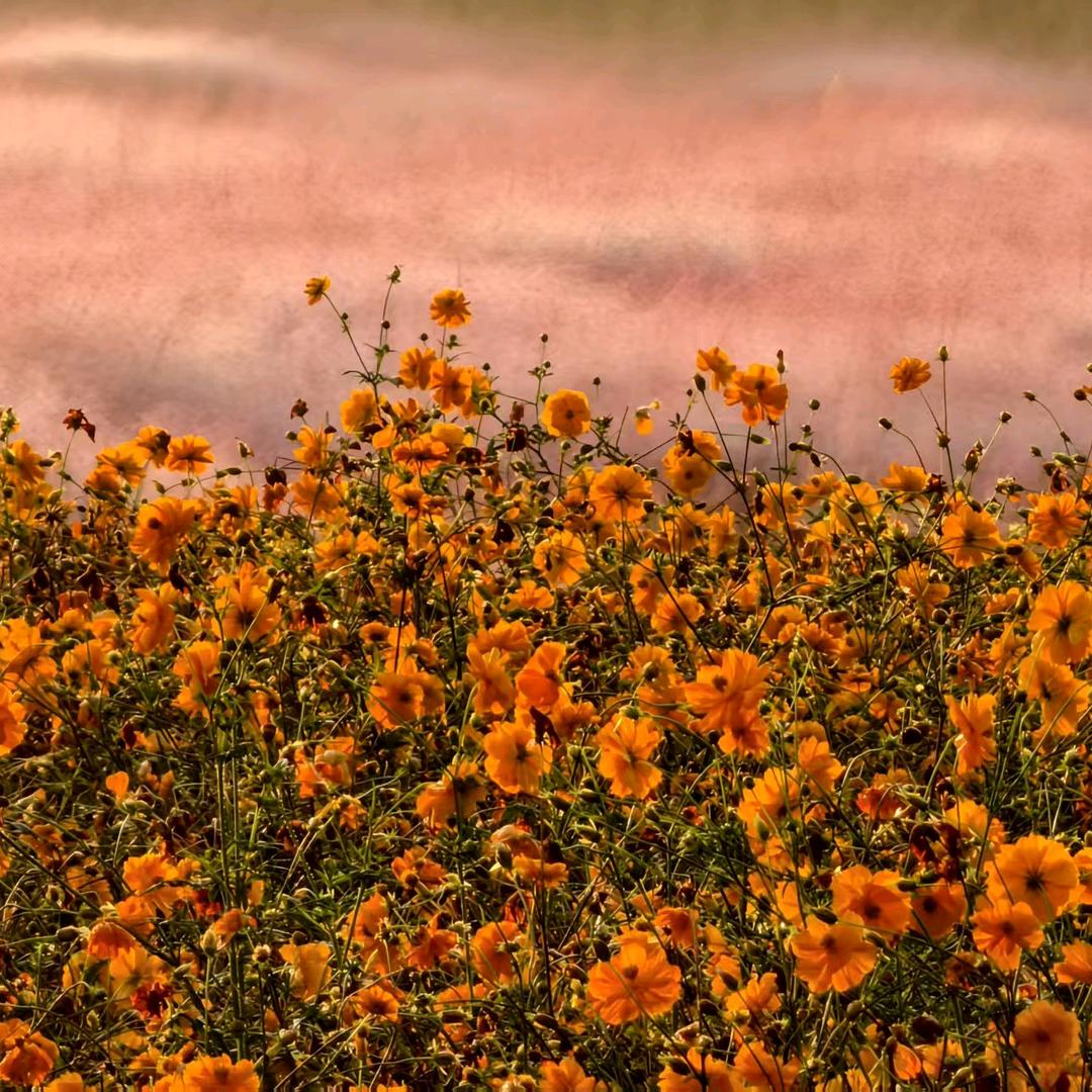 @🍭兔小兔🥕🥕