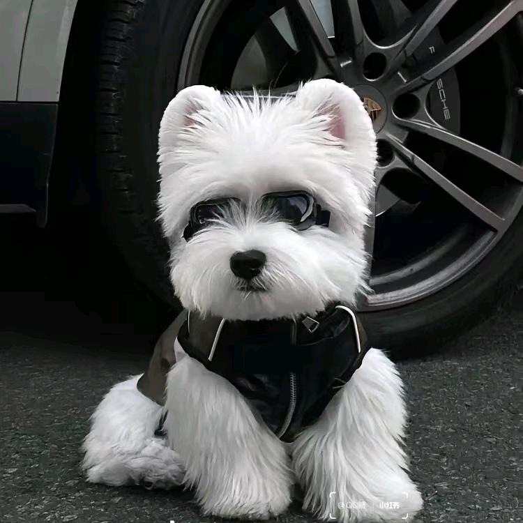 （锋林家）萌犬直播号