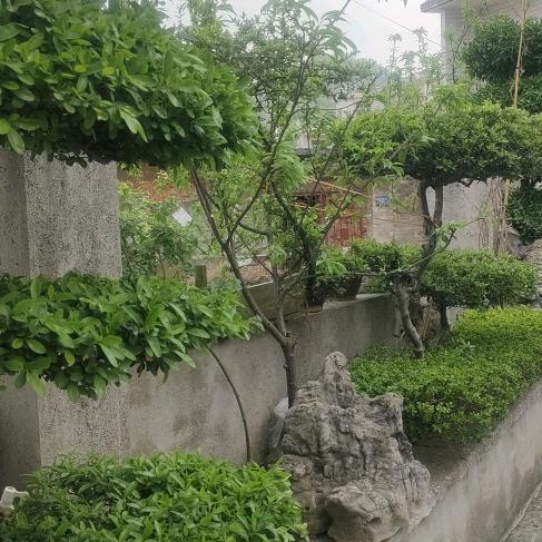 阿雄
