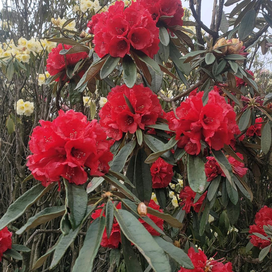 芳姐，自学广场舞拒绝私聊