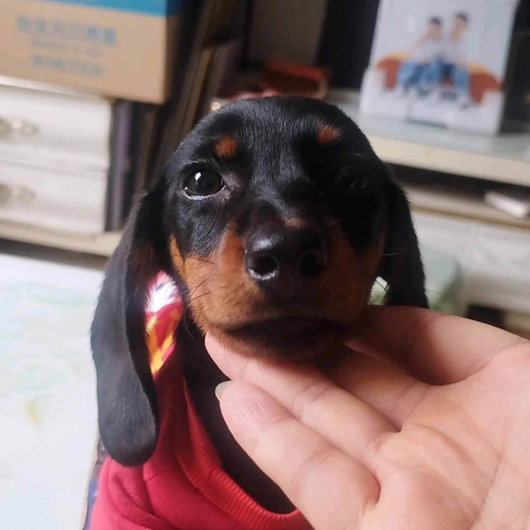 🐶   一只腊肠犬   🐶