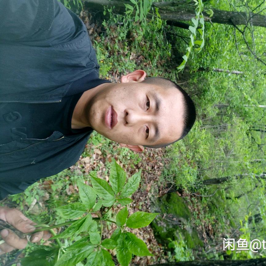 诚信野山参