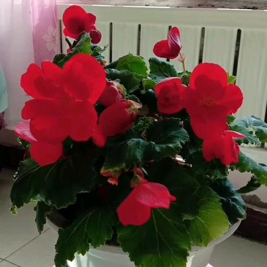 玫瑰花