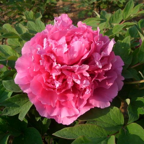 菏泽金妮牡丹芍药