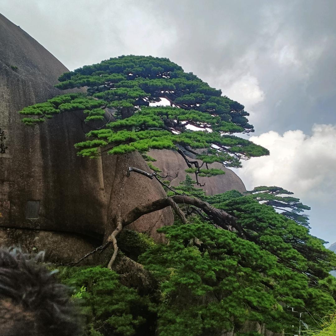 雲艺古典红木傢俱