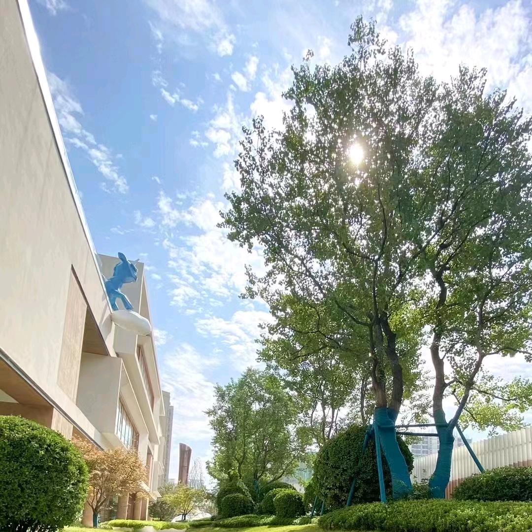 一帆风顺发财树