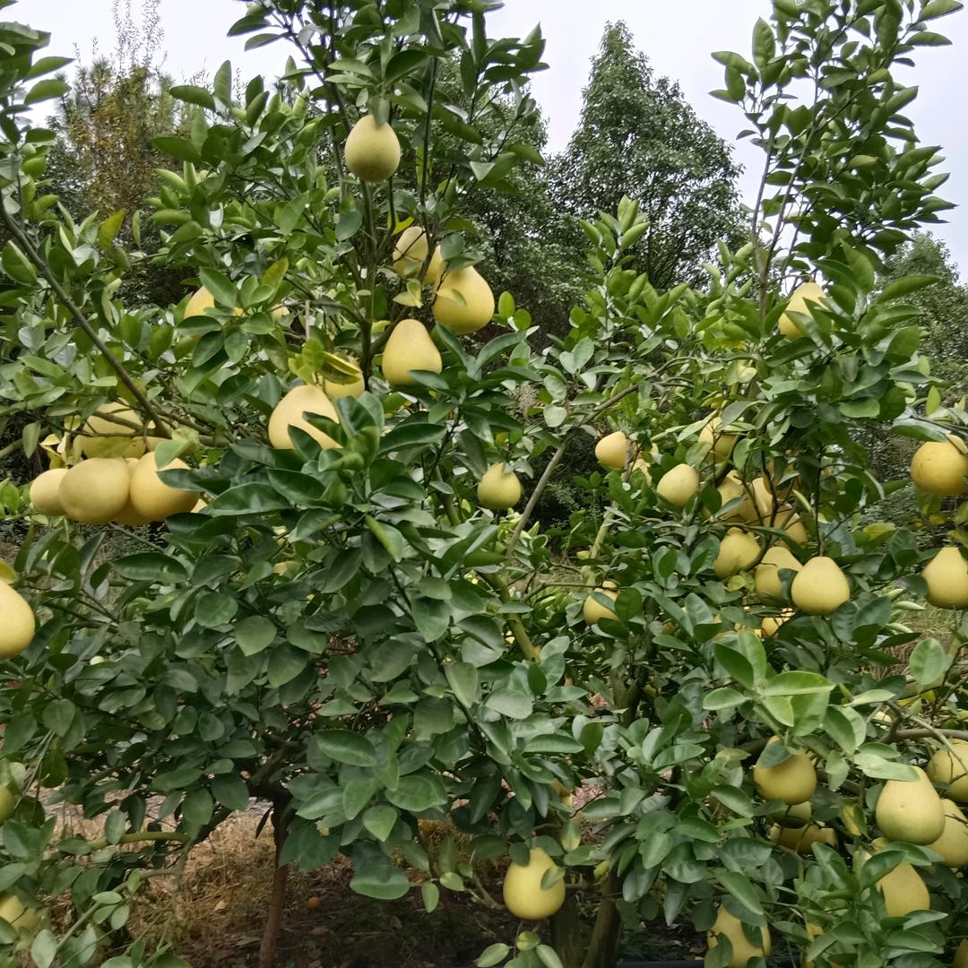 柚当家家庭农场果蔬严选店