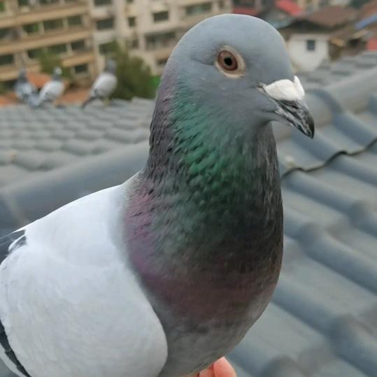 湖南信鸽（衡阳）