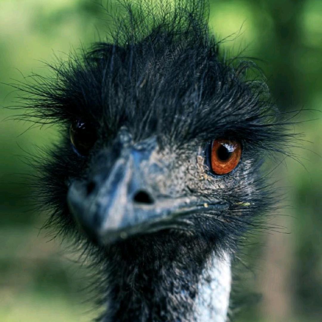 @南京鸸鹋专业养殖农场