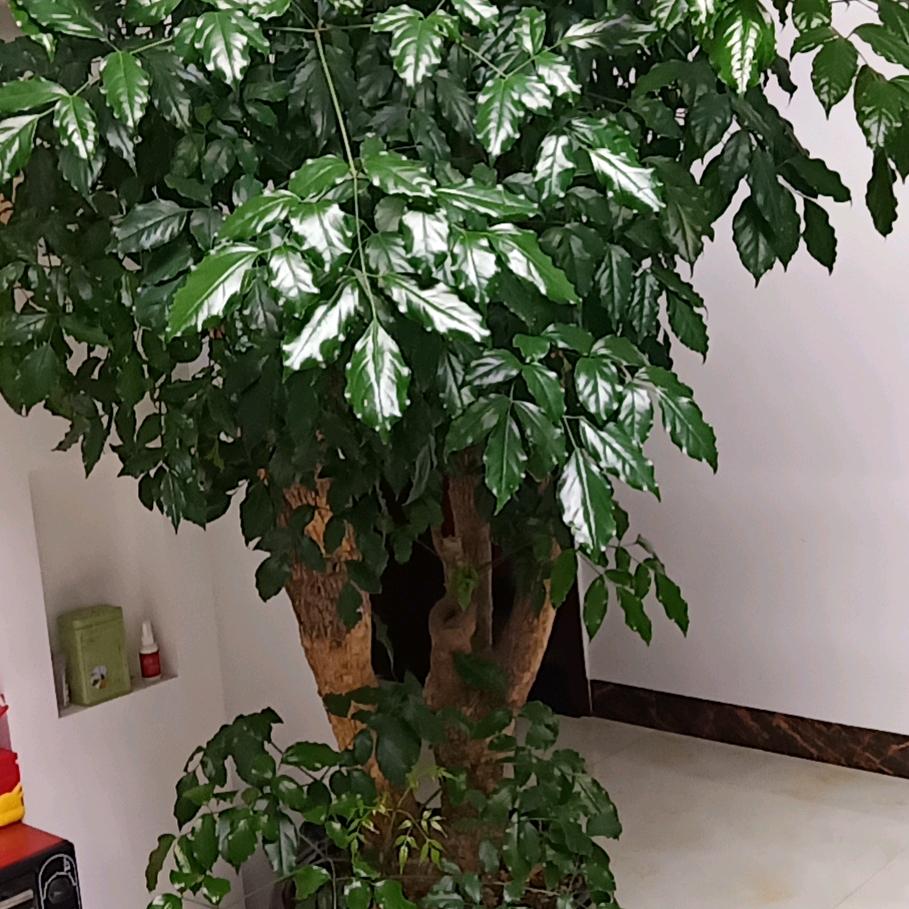 姚姚正在学直播