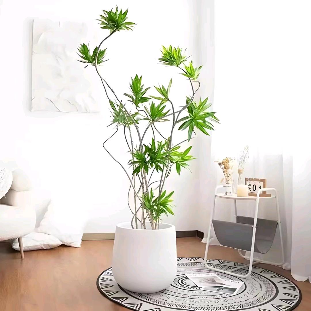 小刘绿植园艺