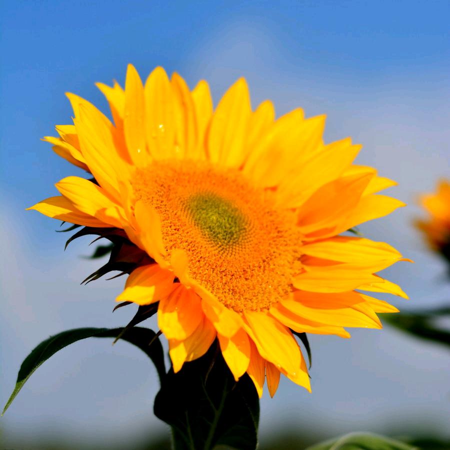 大石桥边向日葵