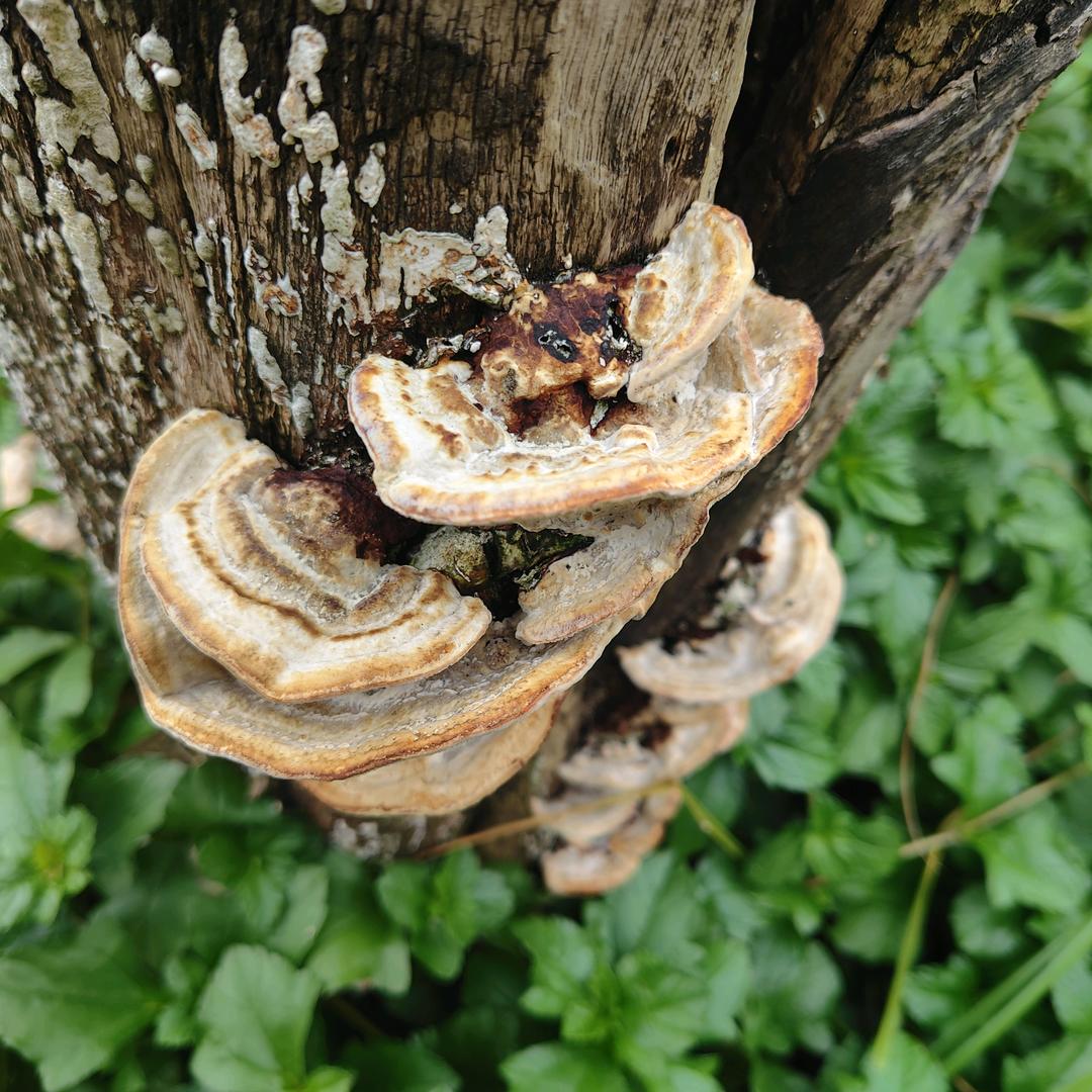 大荒青云仙头像