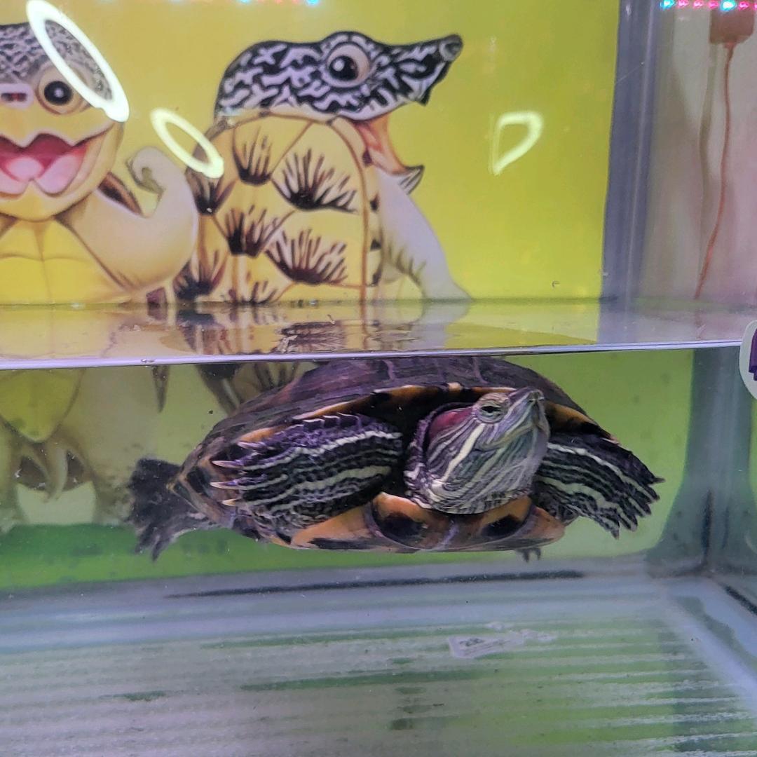 饥饿的阿龟