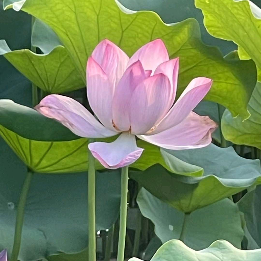 苹果一号