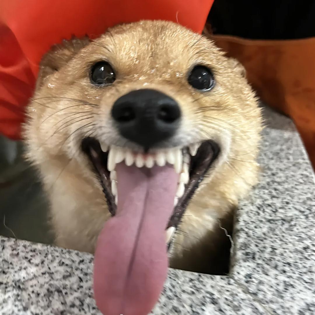 某不知名大学生v