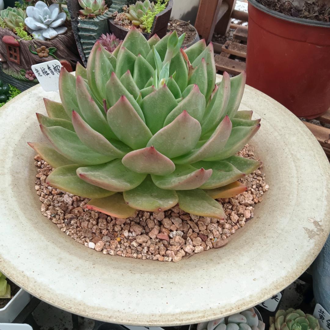 福星高照