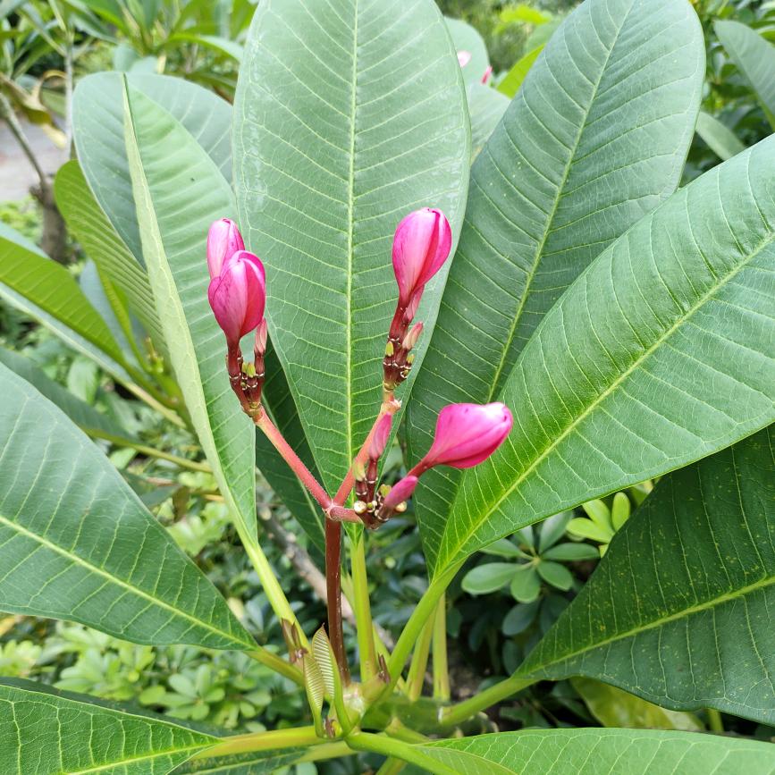 明月