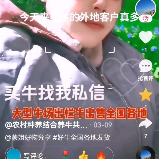 大型牛场出栏牛犊子