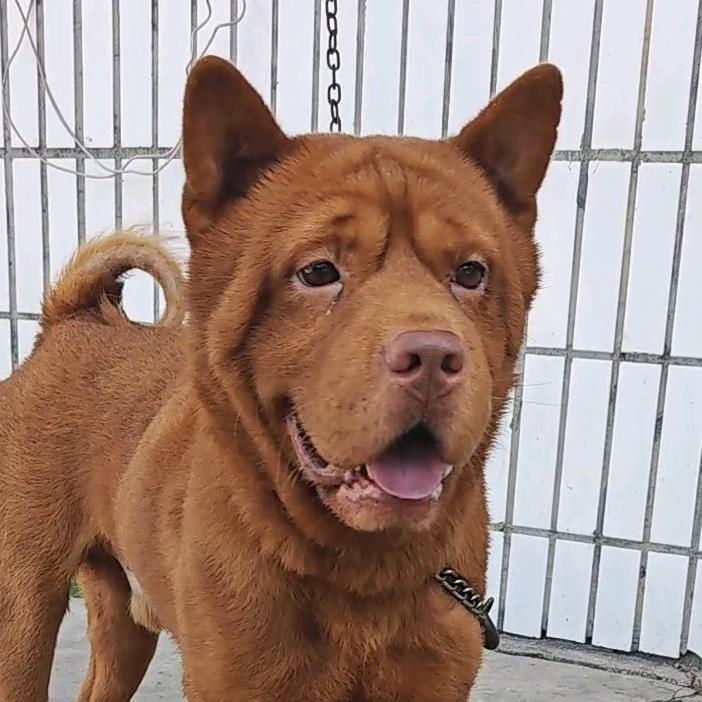 安化五红犬舍（名血种公麒麟）