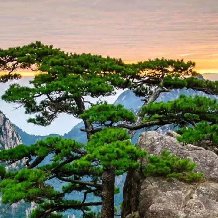 岁月郑好