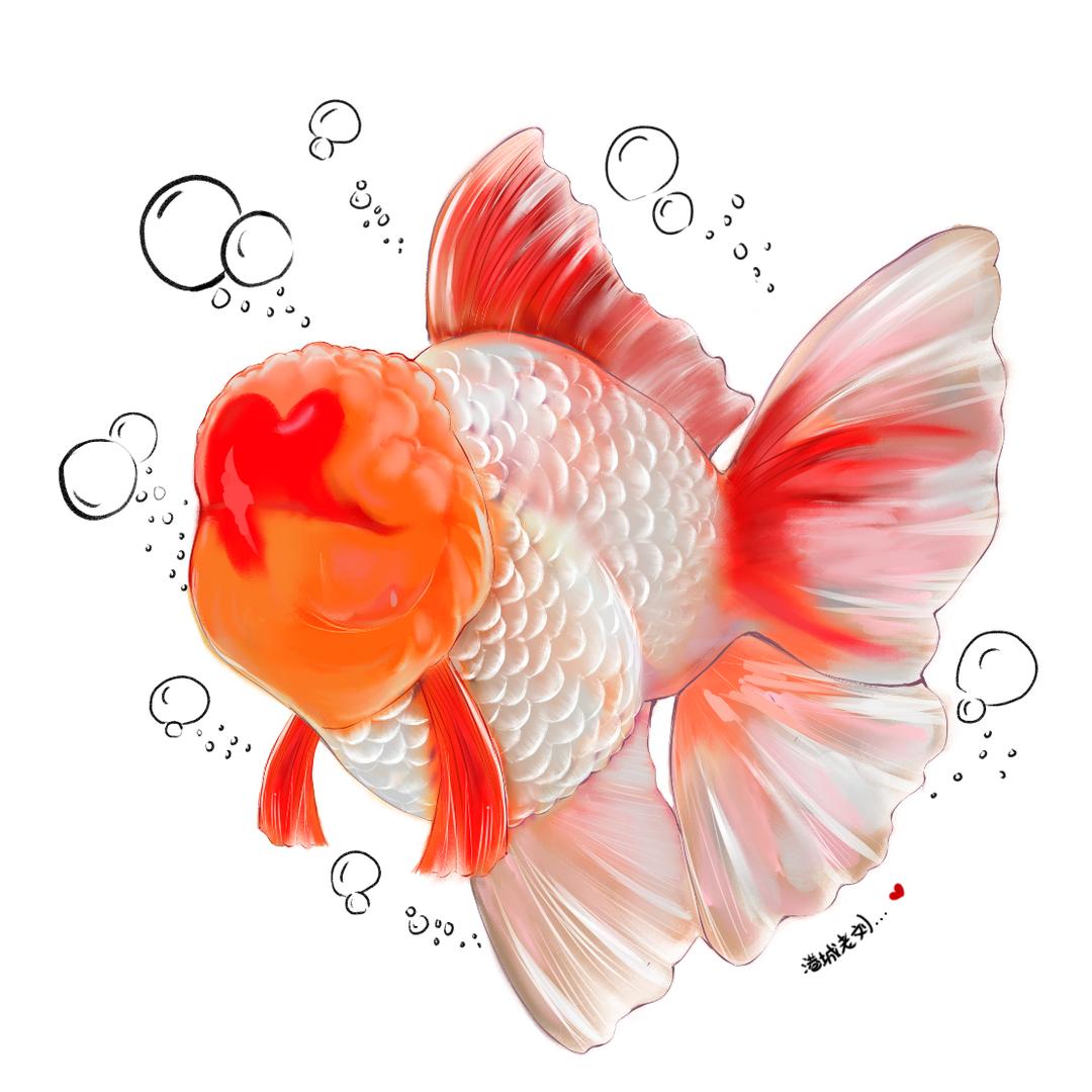 港城水族日常