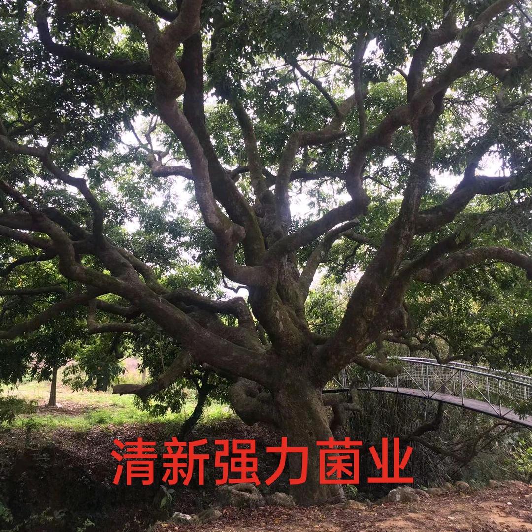 清新强力菌业