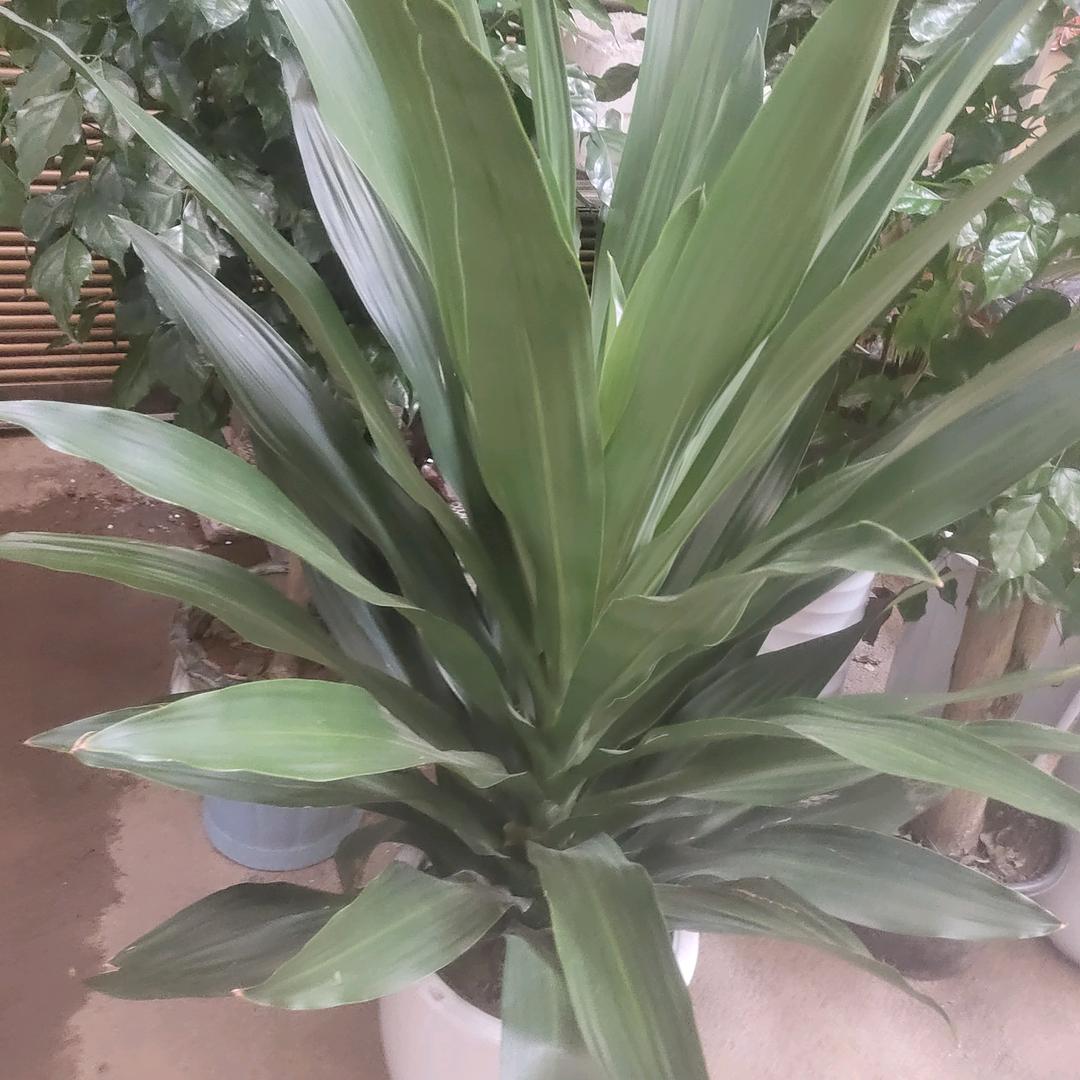 生命之源