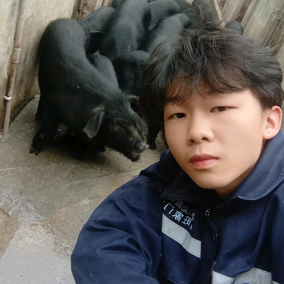 农人阿涛喂猪