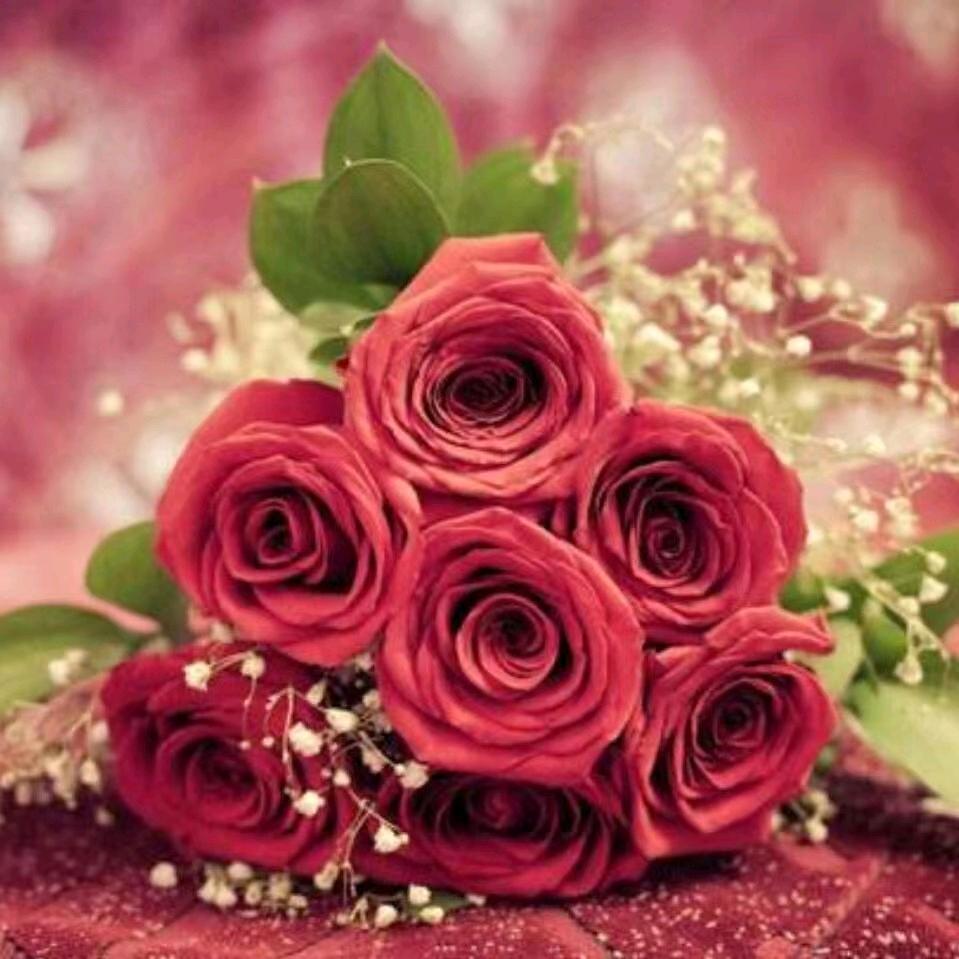 凤凰🌹