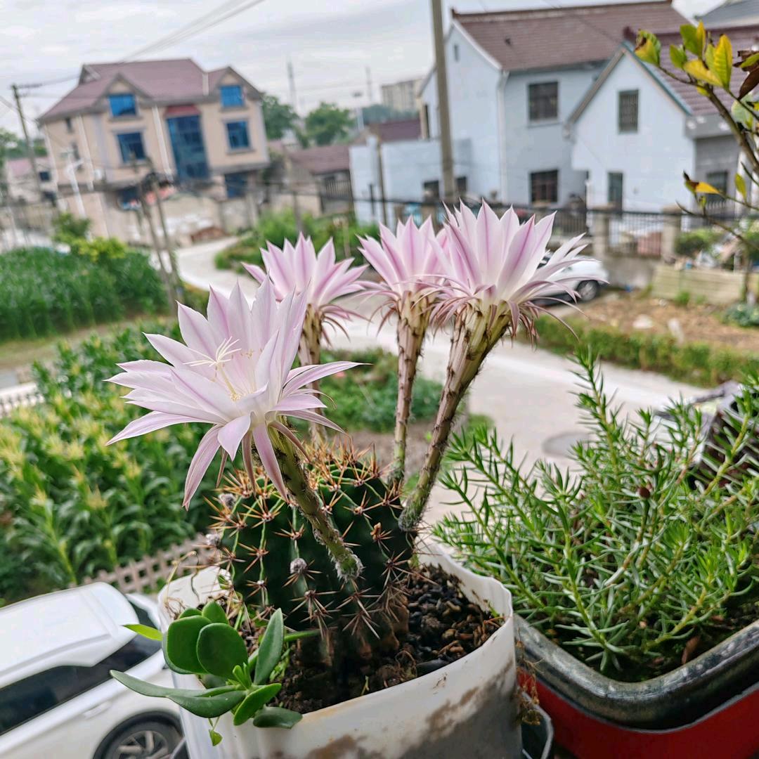 🌻简单🌻