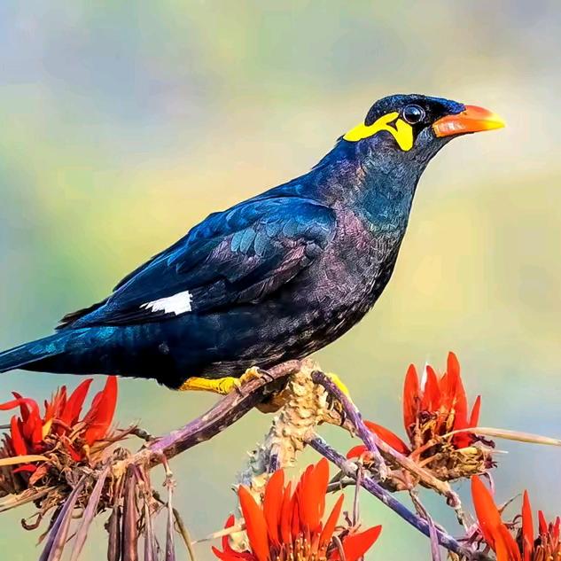 银萍八哥鹩哥养殖场-东东