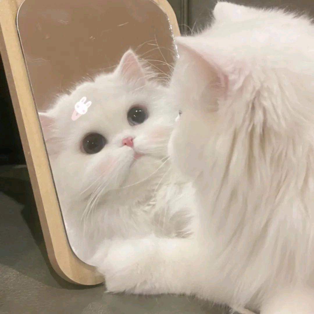 星星✨
